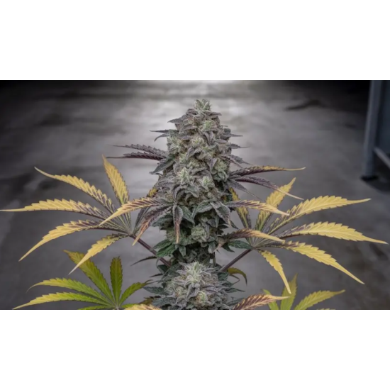ALPINE GUAVA — SIN CITY SEEDS