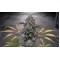 ALPINE GUAVA — SIN CITY SEEDS