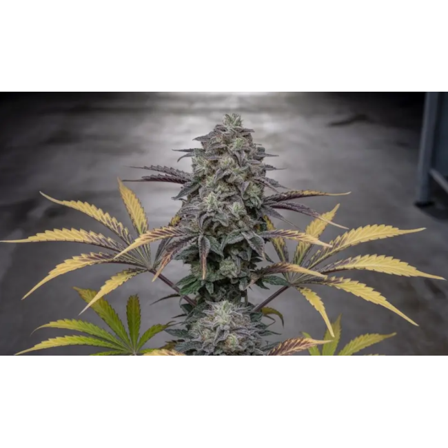 ALPINE GUAVA — SIN CITY SEEDS