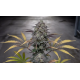ALPINE GUAVA — SIN CITY SEEDS