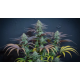 ALPINE GUAVA — SIN CITY SEEDS