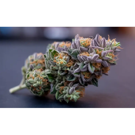 ALPINE GUAVA — SIN CITY SEEDS