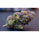 ALPINE GUAVA — SIN CITY SEEDS