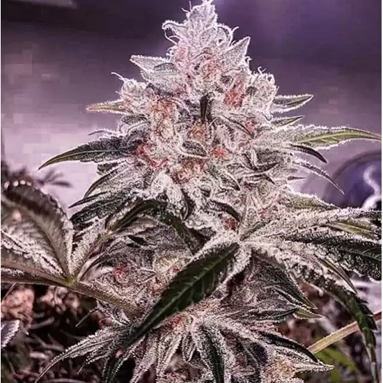 Apex - Ethos Genetics