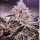 Apex - Ethos Genetics