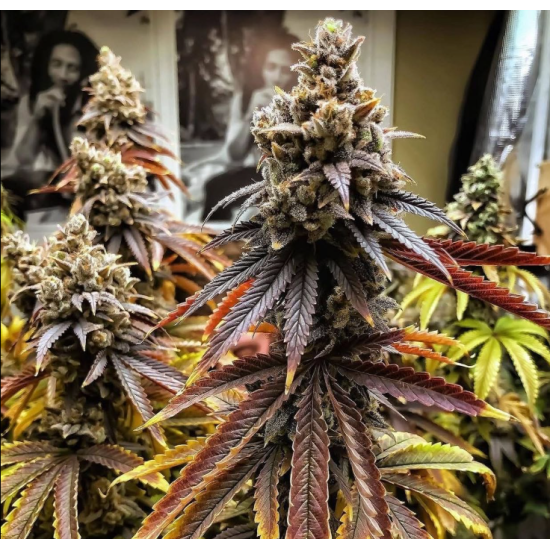 Apex - Ethos Genetics