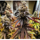Apex - Ethos Genetics