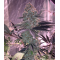 Apex - Ethos Genetics