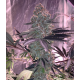 Apex - Ethos Genetics