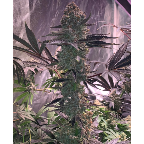 Apex - Ethos Genetics