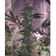 Apex - Ethos Genetics