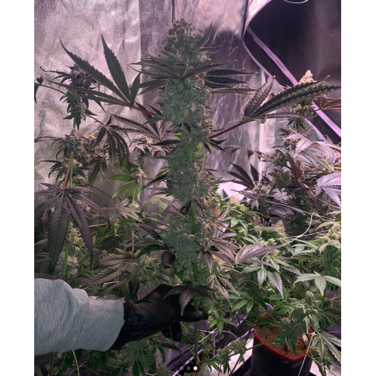 Apex - Ethos Genetics