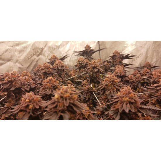 Apple Strudel - Raw Genetics