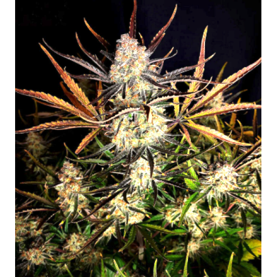 Apple Strudel - Raw Genetics