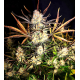 Apple Strudel - Raw Genetics