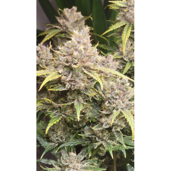 Apple Strudel - Raw Genetics