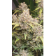 Apple Strudel - Raw Genetics