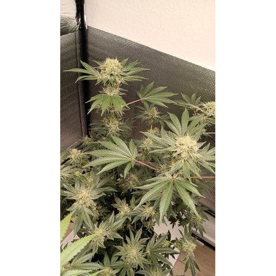 Cheese - Barney's Farm