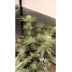 Cheese - Barney's Farm