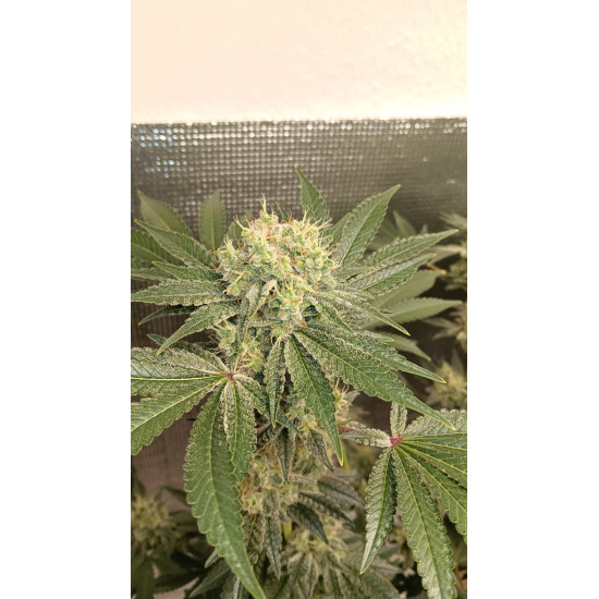 Cheese - Barney's Farm