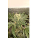 Cheese - Barney's Farm
