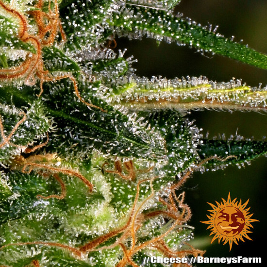 Cheese - Barney's Farm
