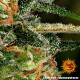 Cheese - Barney's Farm