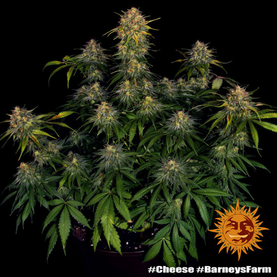 Cheese - Barney's Farm