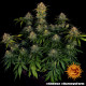 Cheese - Barney's Farm