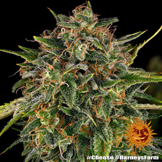 Cheese - Barney's Farm