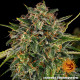 Cheese - Barney's Farm