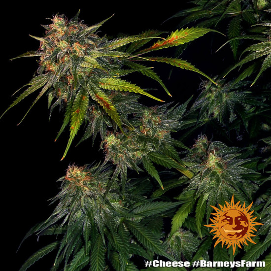 Cheese - Barney's Farm