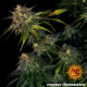 Cheese - Barney's Farm