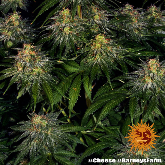 Cheese - Barney's Farm