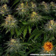 Cheese - Barney's Farm