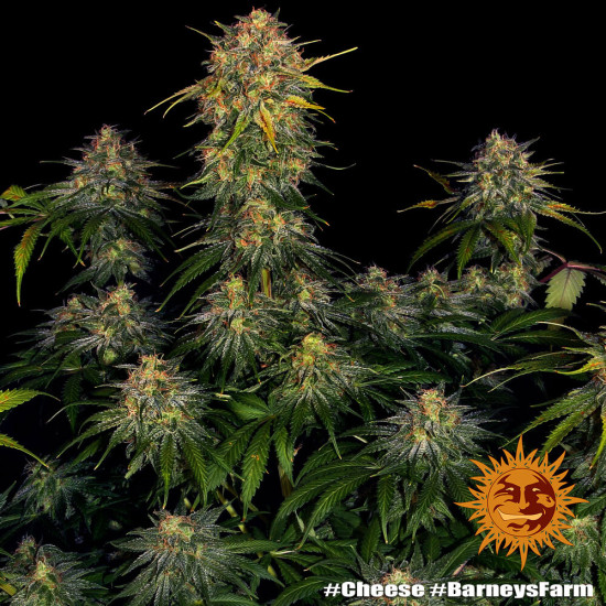 Cheese - Barney's Farm