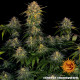 Cheese - Barney's Farm