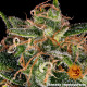 Cheese - Barney's Farm