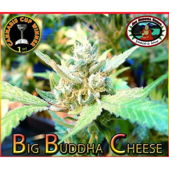 Big Buddha Cheese - Big Buddha Seeds