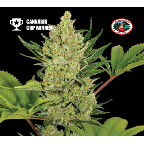 Big Buddha Cheese - Big Buddha Seeds