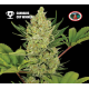 Big Buddha Cheese - Big Buddha Seeds
