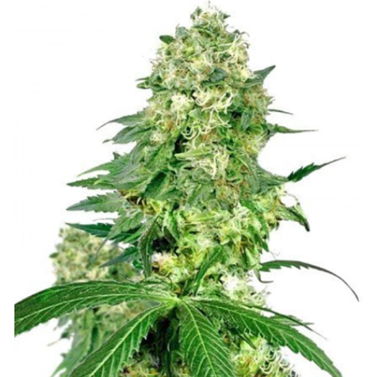 Big Buddha Cheese - Big Buddha Seeds