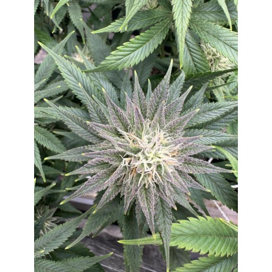 Citradellic Sunset - Ethos Genetics
