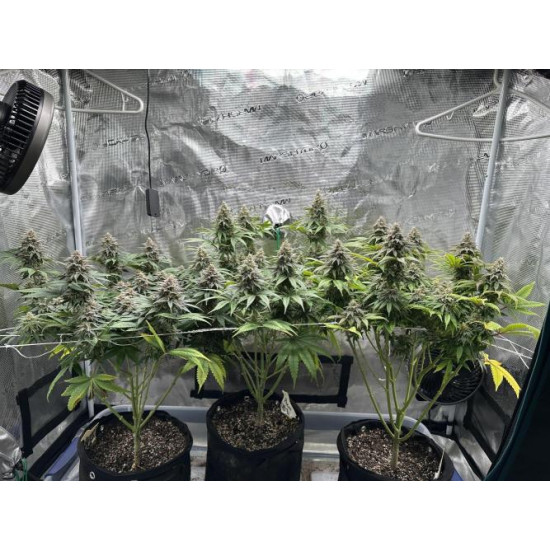Citradellic Sunset - Ethos Genetics