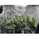 Citradellic Sunset - Ethos Genetics