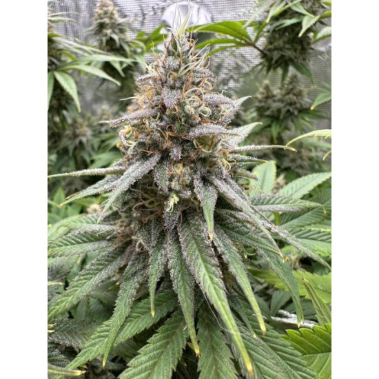 Citradellic Sunset - Ethos Genetics