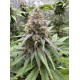 Citradellic Sunset - Ethos Genetics