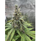 Citradellic Sunset - Ethos Genetics