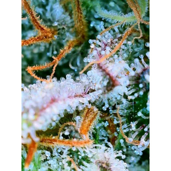 Citradellic Sunset - Ethos Genetics