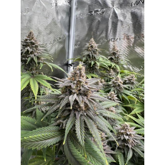 Citradellic Sunset - Ethos Genetics